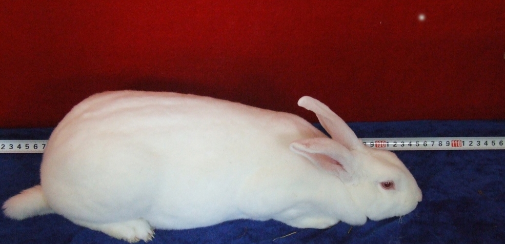 供应新西兰獭兔