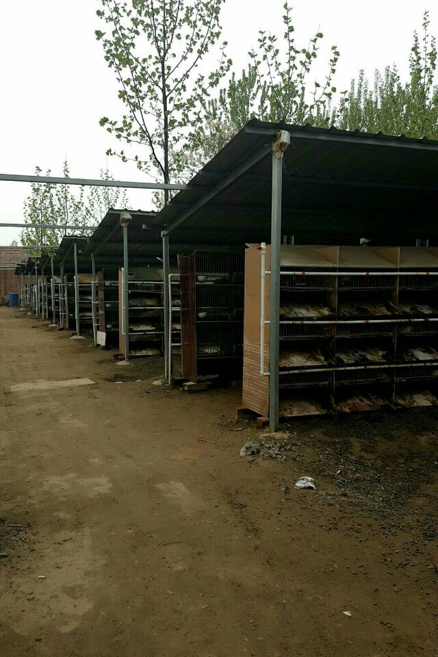 供应比利时杂交野兔