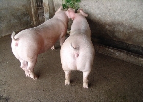 供应苏太小母猪