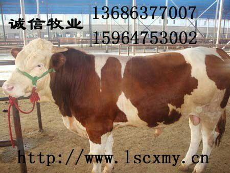 供应西门塔尔怀孕母牛