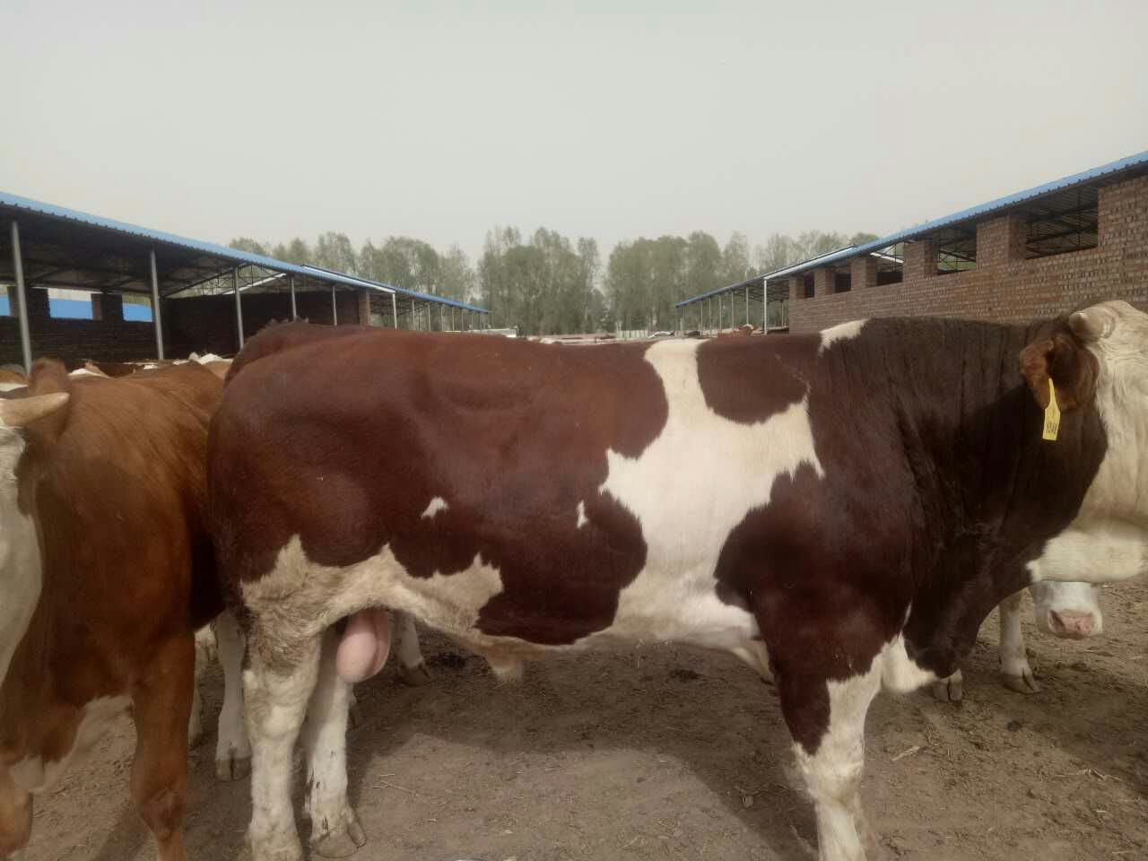 供应西门塔尔肉牛