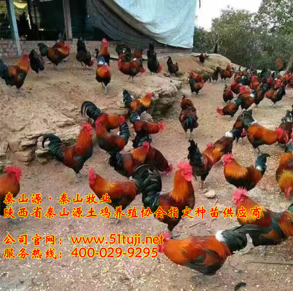 供应秦香土鸡