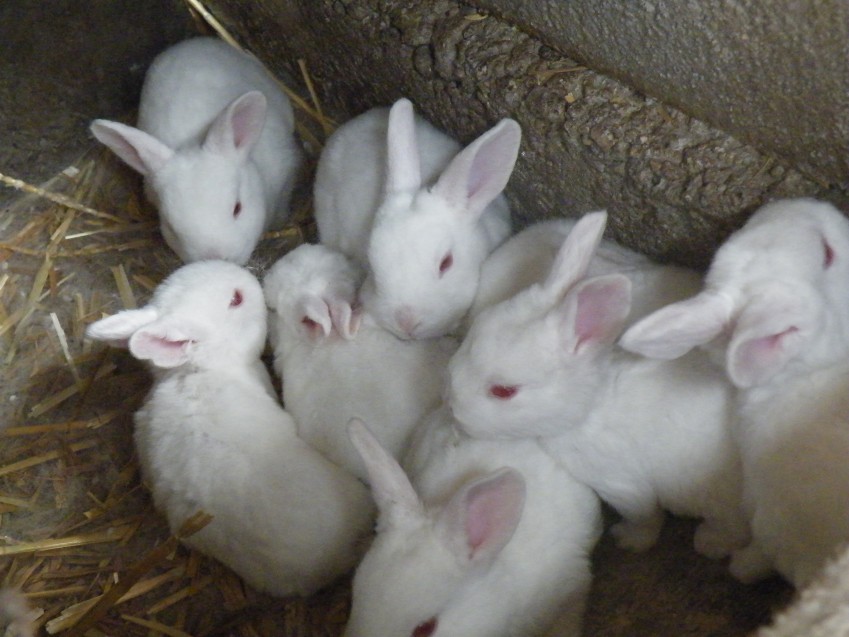 供应新西兰獭兔