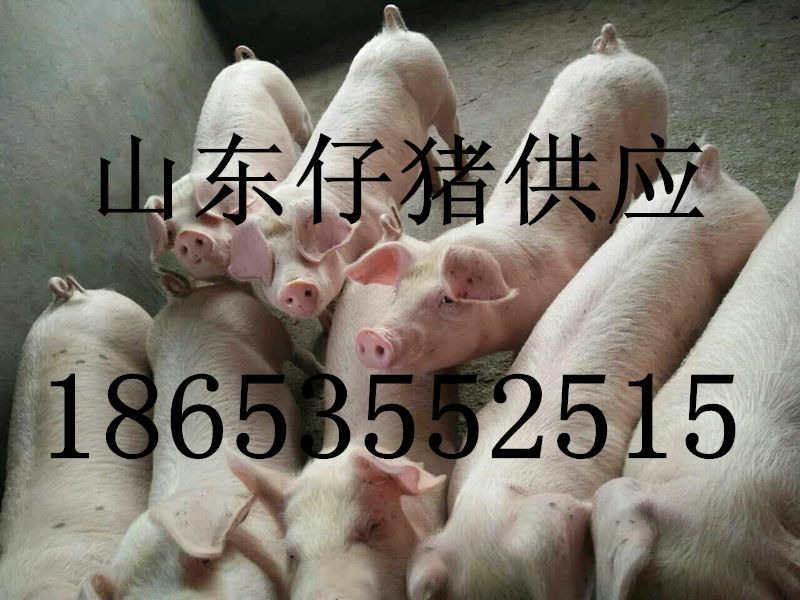 供应山东三元猪