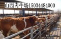 供应河北肉牛