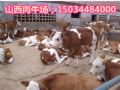 供应山西肉牛