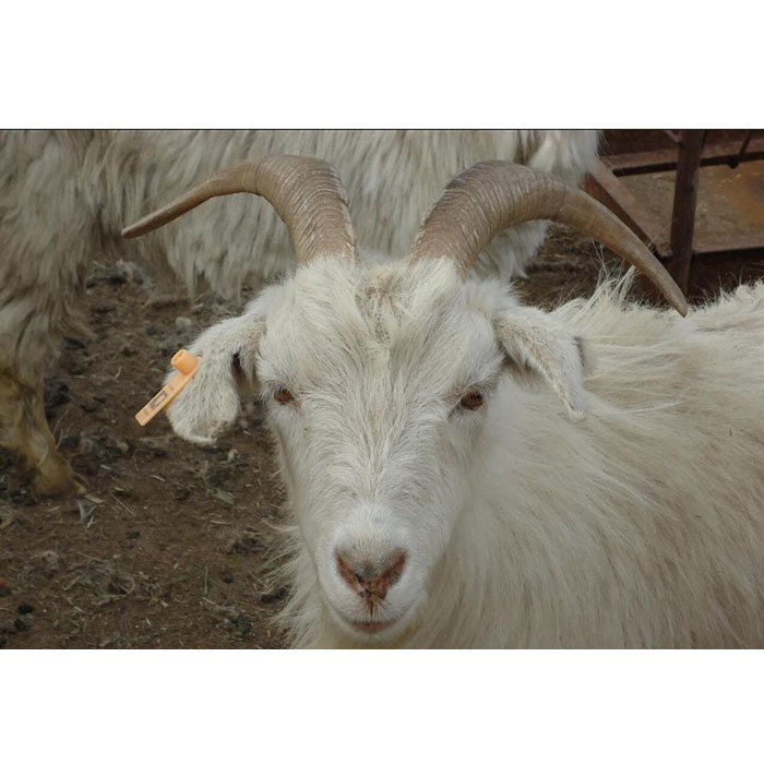 供应白山羊