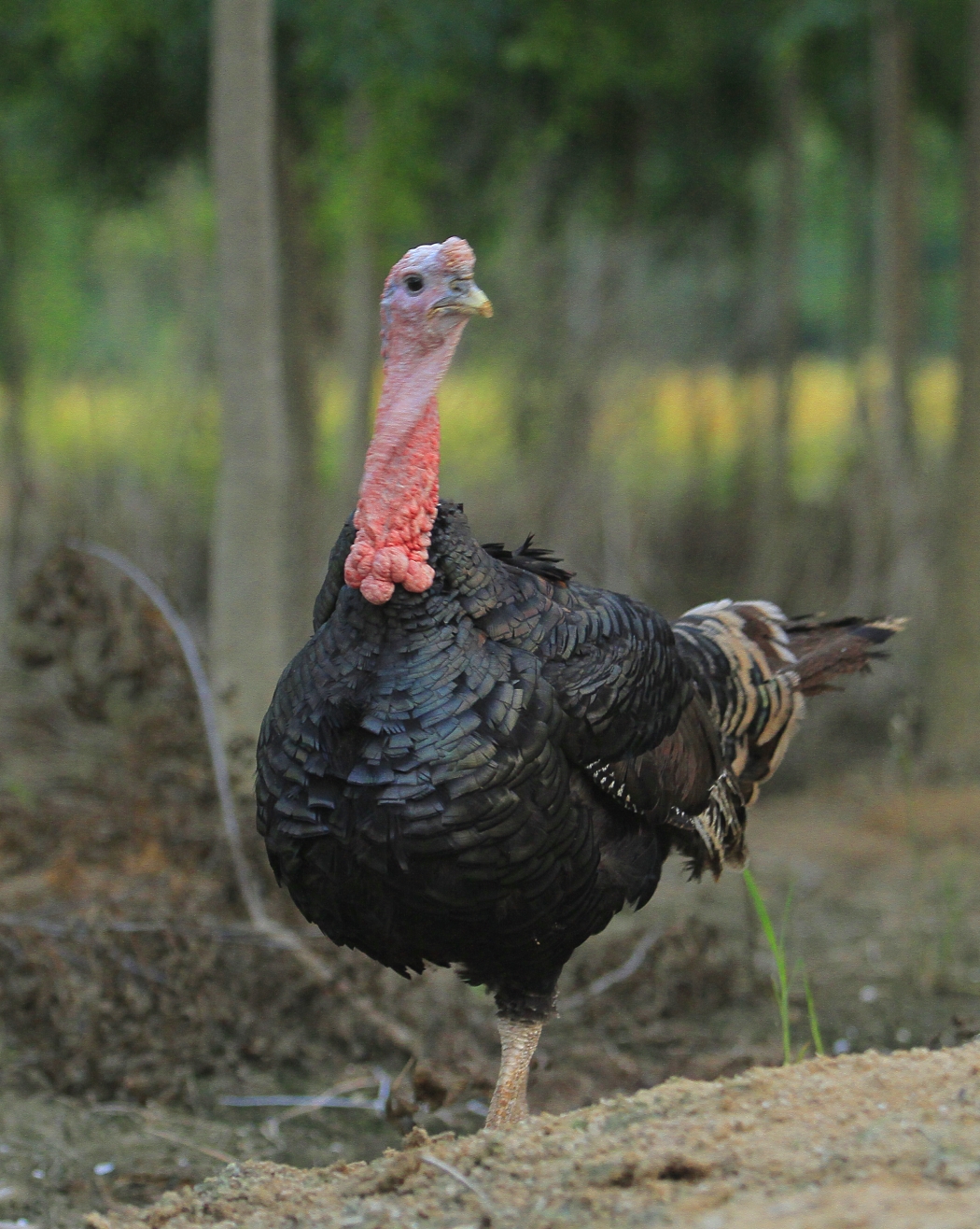 供应贝缇娜火鸡