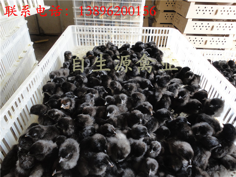 供应优质土鸡苗