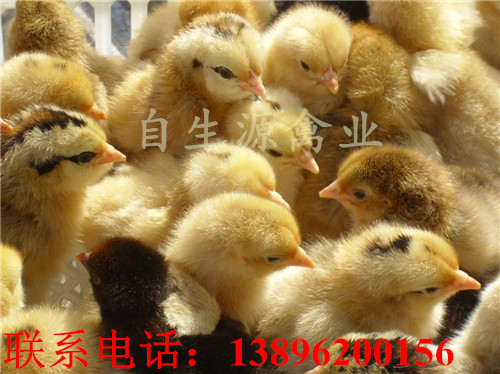 供应奉节土鸡苗