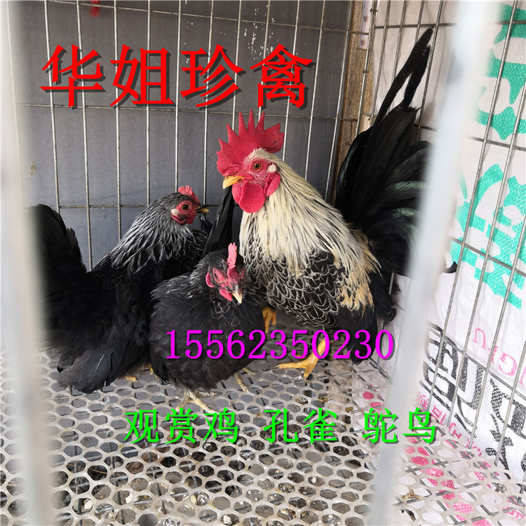 供应珍禽观赏鸡 元宝鸡