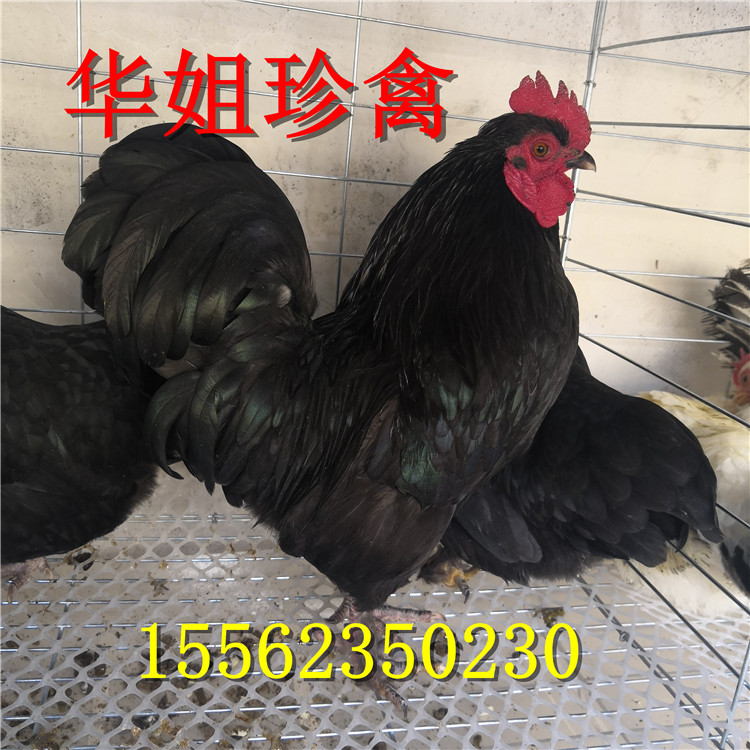 供应白色双冠元宝鸡，黑色元宝鸡