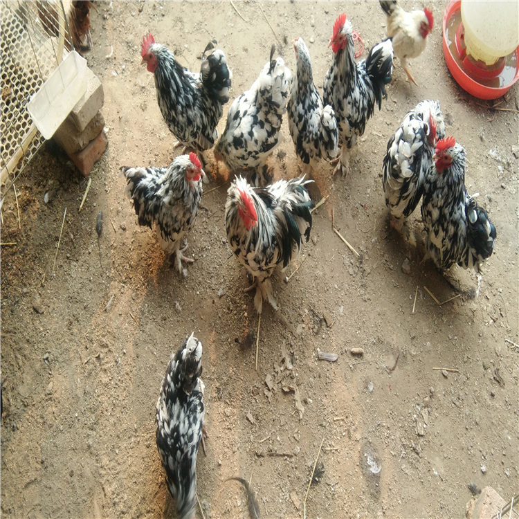 供应黑银观赏鸡