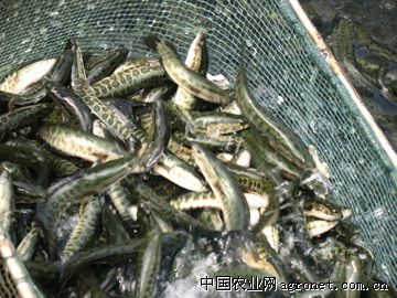 供应优质黑鱼苗种