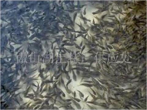 供应黑鱼苗