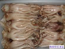 供应进口冷冻干鲜鱿鱼等