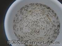 供应鲤鱼苗