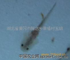 供应湖北白鲢鱼苗
