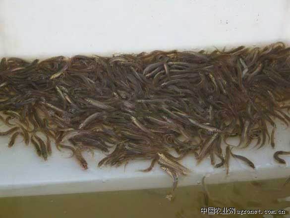 江西泥鳅苗供应