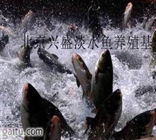 供应北京大兴区鱼苗房山区鱼苗