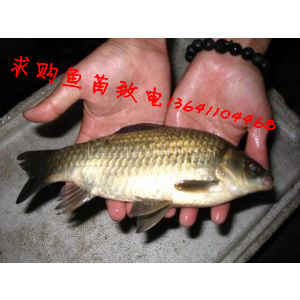 供应山西省鱼苗
