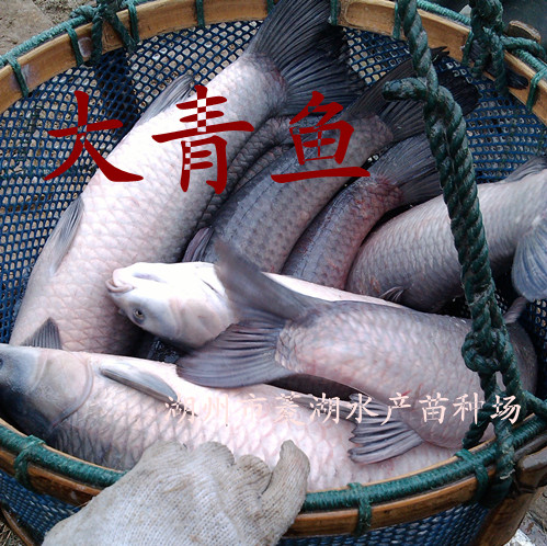 供应大青鱼、鲈鱼、鲫鱼
