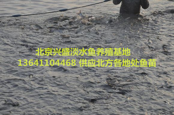 供应草鱼，鲤鱼，鲫鱼