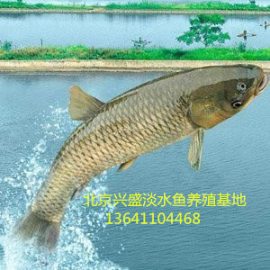 供应2025年草鱼