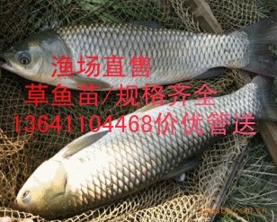 供应北京草鱼夏花北京鲤鱼夏花