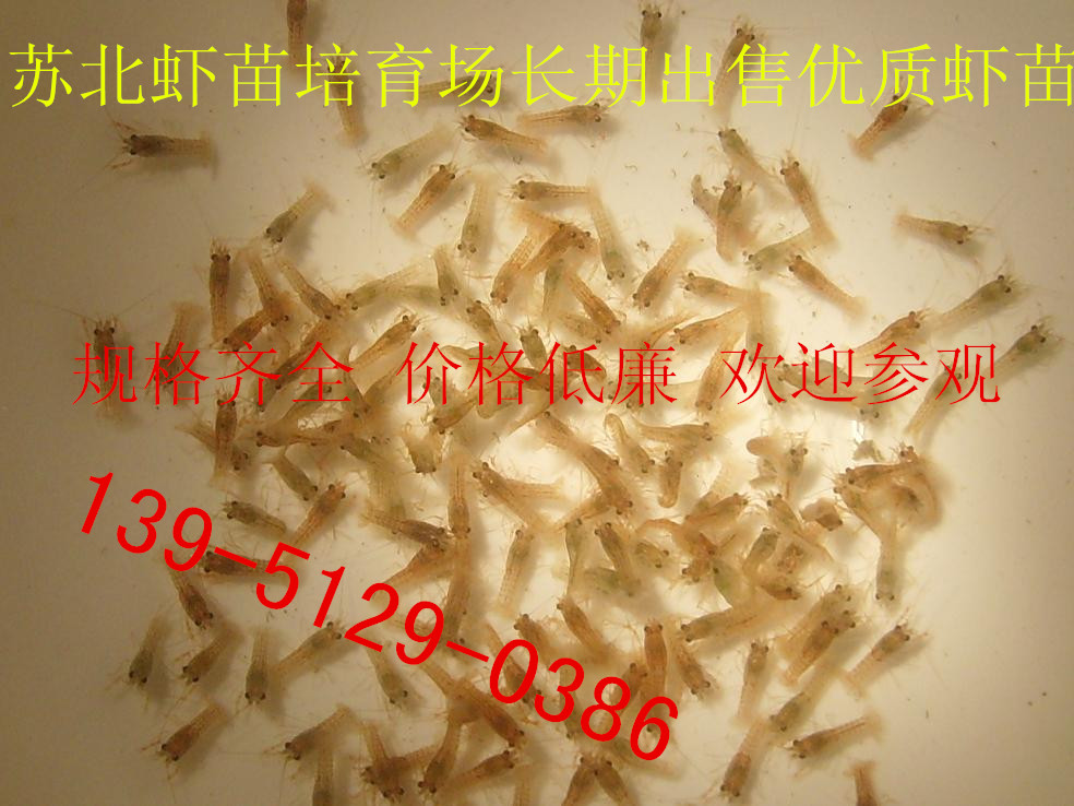 供应小龙虾种苗