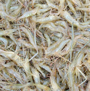 供应青虾/河虾苗