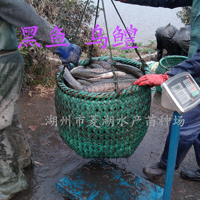 供应浙江鱼苗黑鱼苗