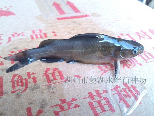 供应黄颡鱼苗湖州黄颡鱼