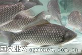 供应3-5两以上鲫鱼苗