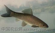 供应1-3两以上青鱼苗