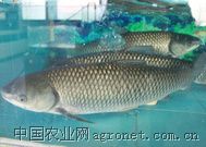 供应草鱼