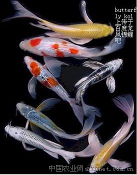 供应龙凤锦鲤