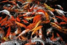 供应锦鲤