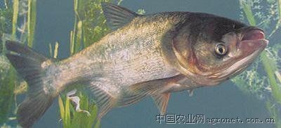 供应7.8.9两以上花鲢苗