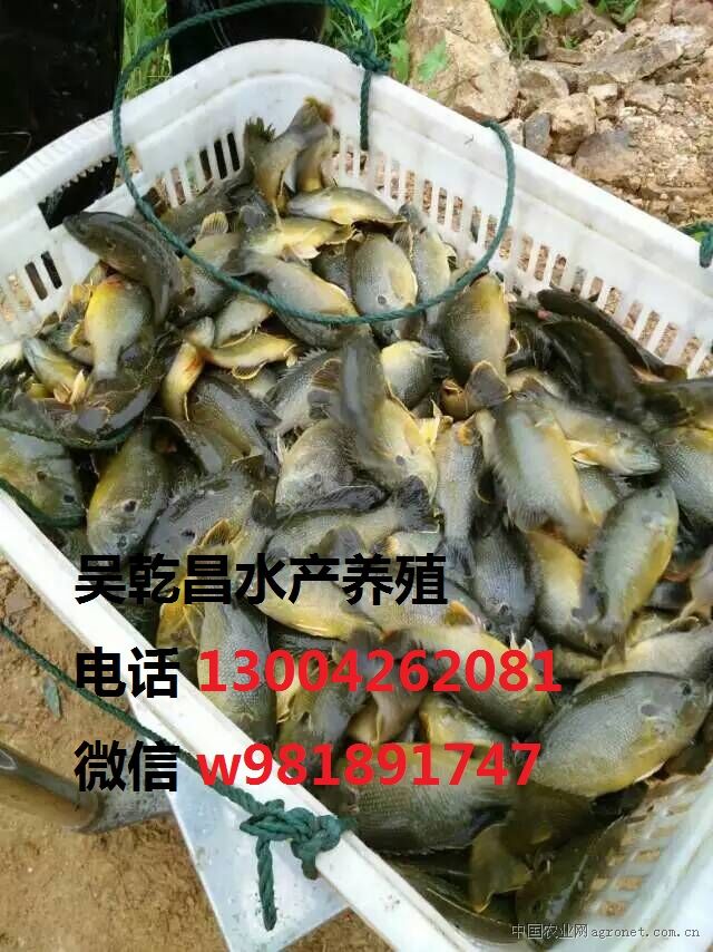 供应太阳鱼