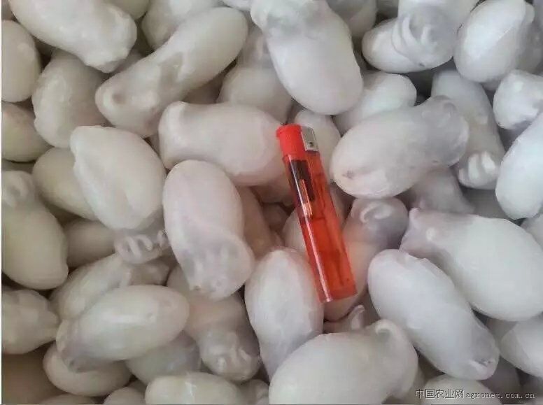 供应单冻墨鱼仔