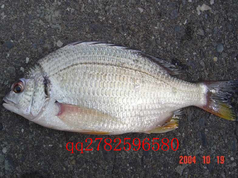 供应黄鳍鲷鱼苗，黄脚立鱼苗