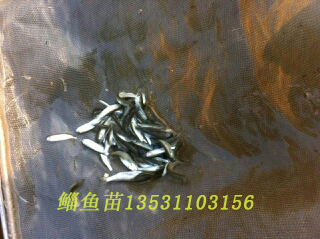 供应鲻鱼苗，黑眼鲻，茂公鱼苗