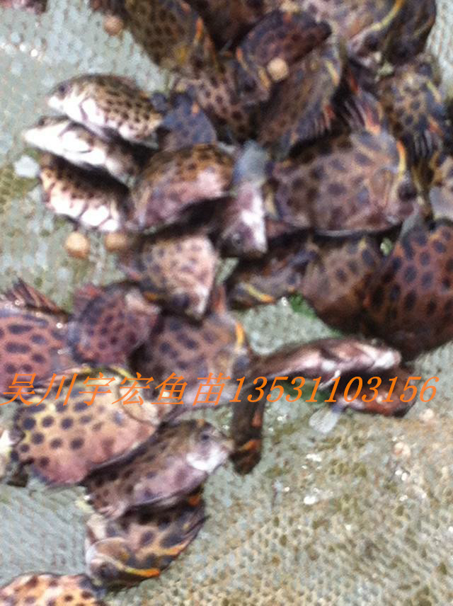 供应金鼓鱼苗，金钱鱼苗，天然海水鱼苗