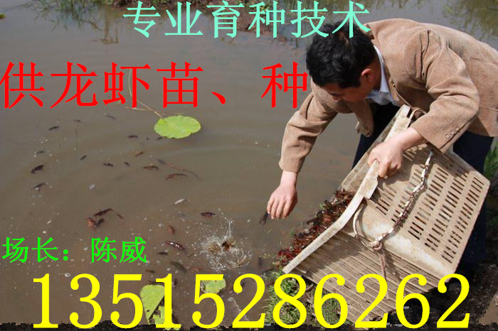 供应淡水小龙虾苗种