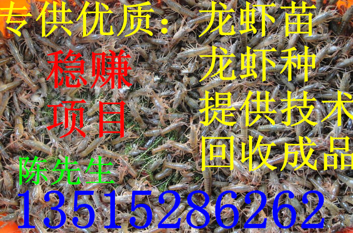 供应龙虾苗
