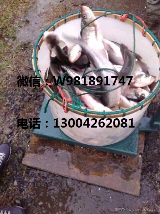 供应白条鱼