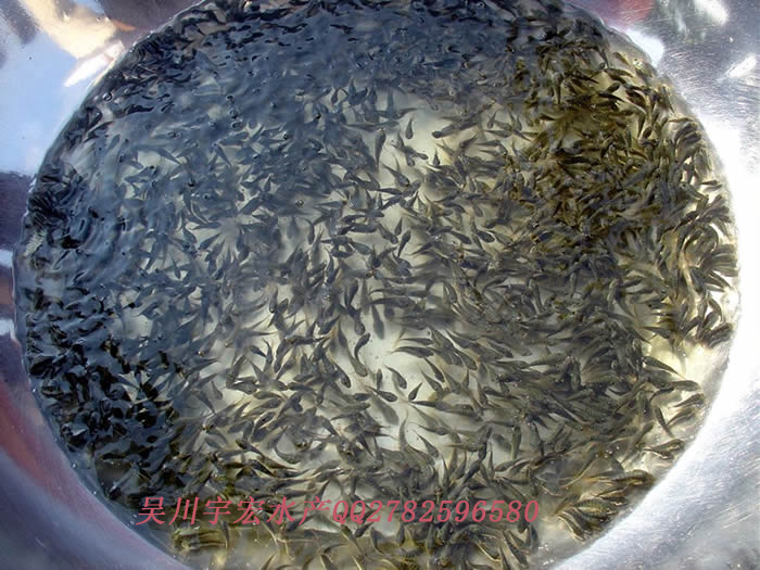 供应沙牯头鱼苗，丁公鱼苗