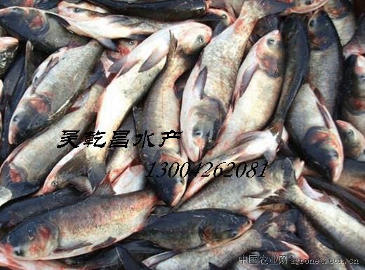 供应白鲢，花鲢