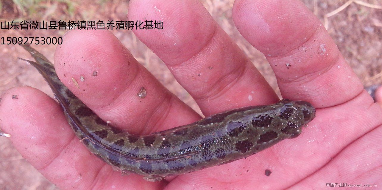 供应黑鱼苗